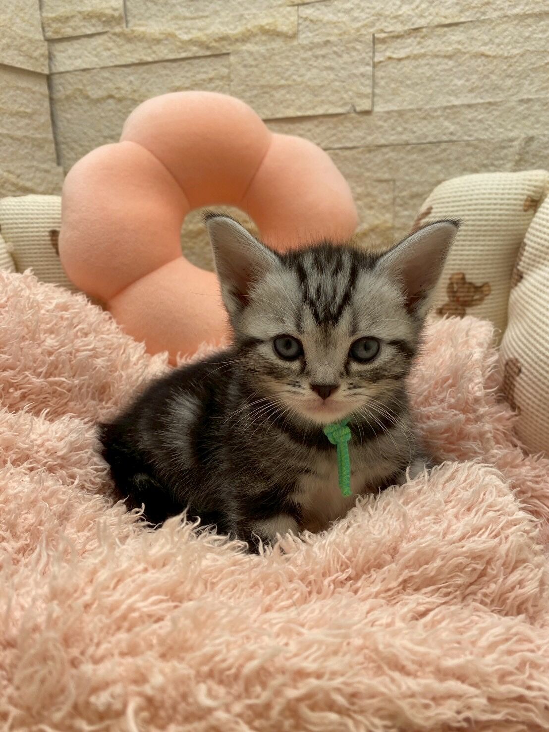 エキゾチックショートヘア　オモチ　きいろちゃん