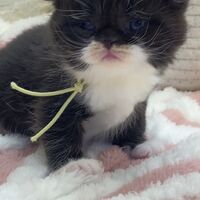 画像18321：エキゾチックショートヘア<br>　オモチ　きいろちゃん
