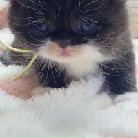 画像18322：エキゾチックショートヘア<br>　オモチ　きいろちゃん