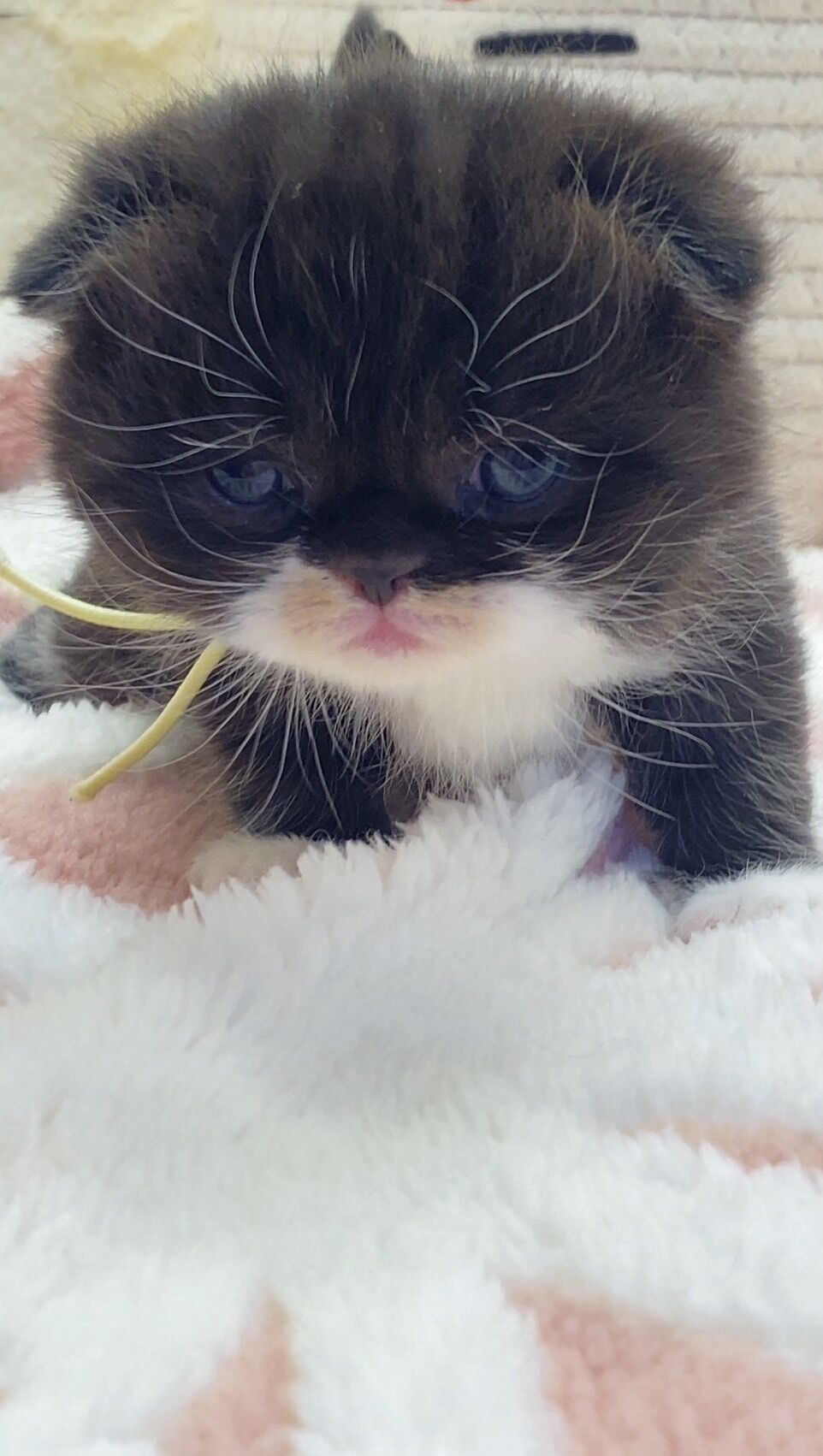 エキゾチックショートヘア　オモチ　きいろちゃん