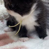 画像18323：エキゾチックショートヘア<br>　オモチ　きいろちゃん