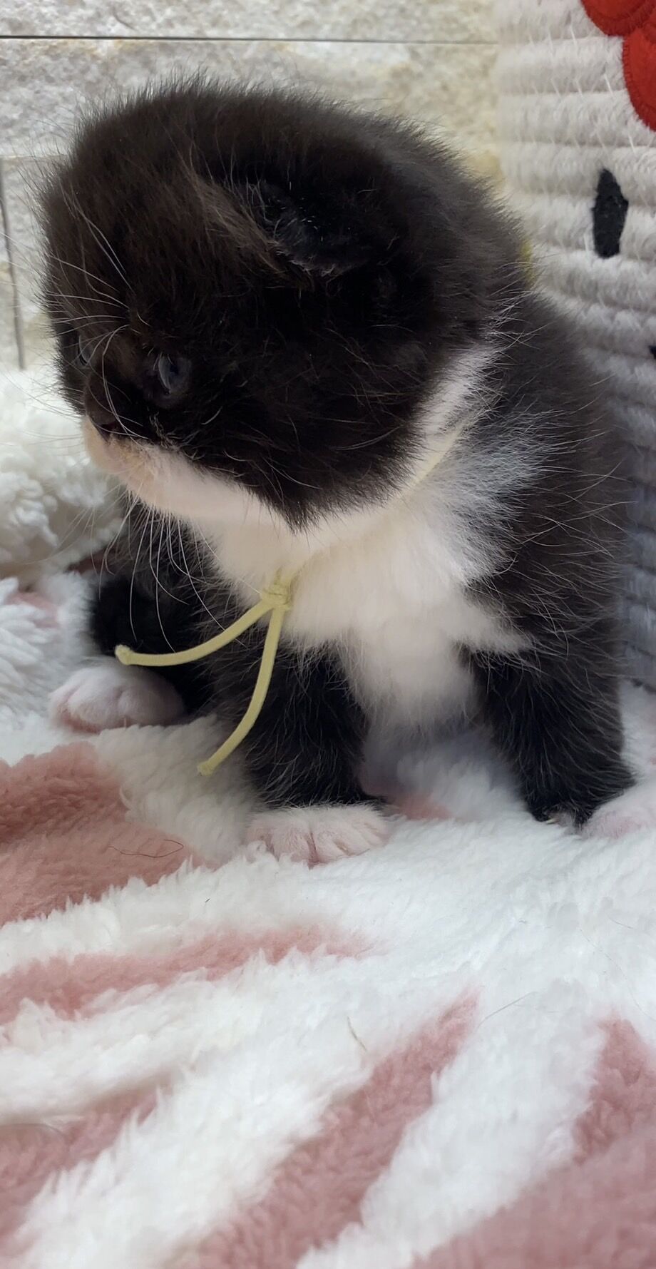 エキゾチックショートヘア　オモチ　きいろちゃん