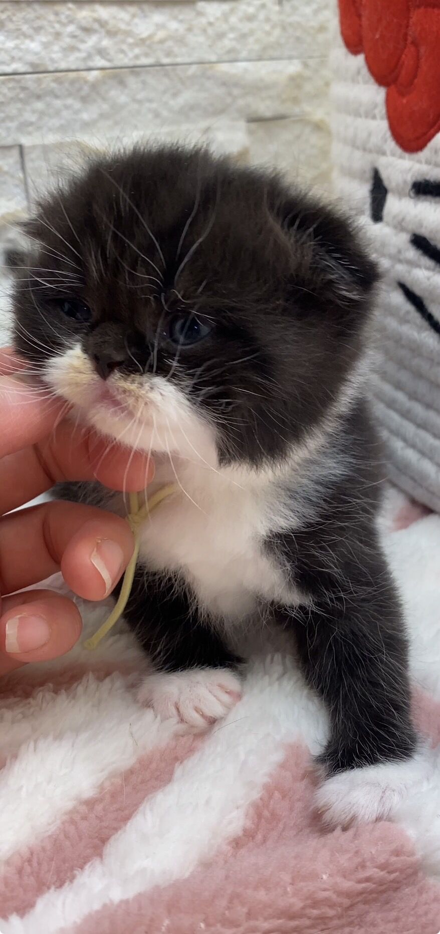 エキゾチックショートヘア　オモチ　きいろちゃん