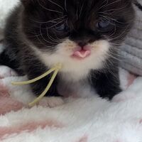 画像18325：エキゾチックショートヘア<br>　オモチ　きいろちゃん