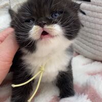 画像18326：エキゾチックショートヘア<br>　オモチ　きいろちゃん