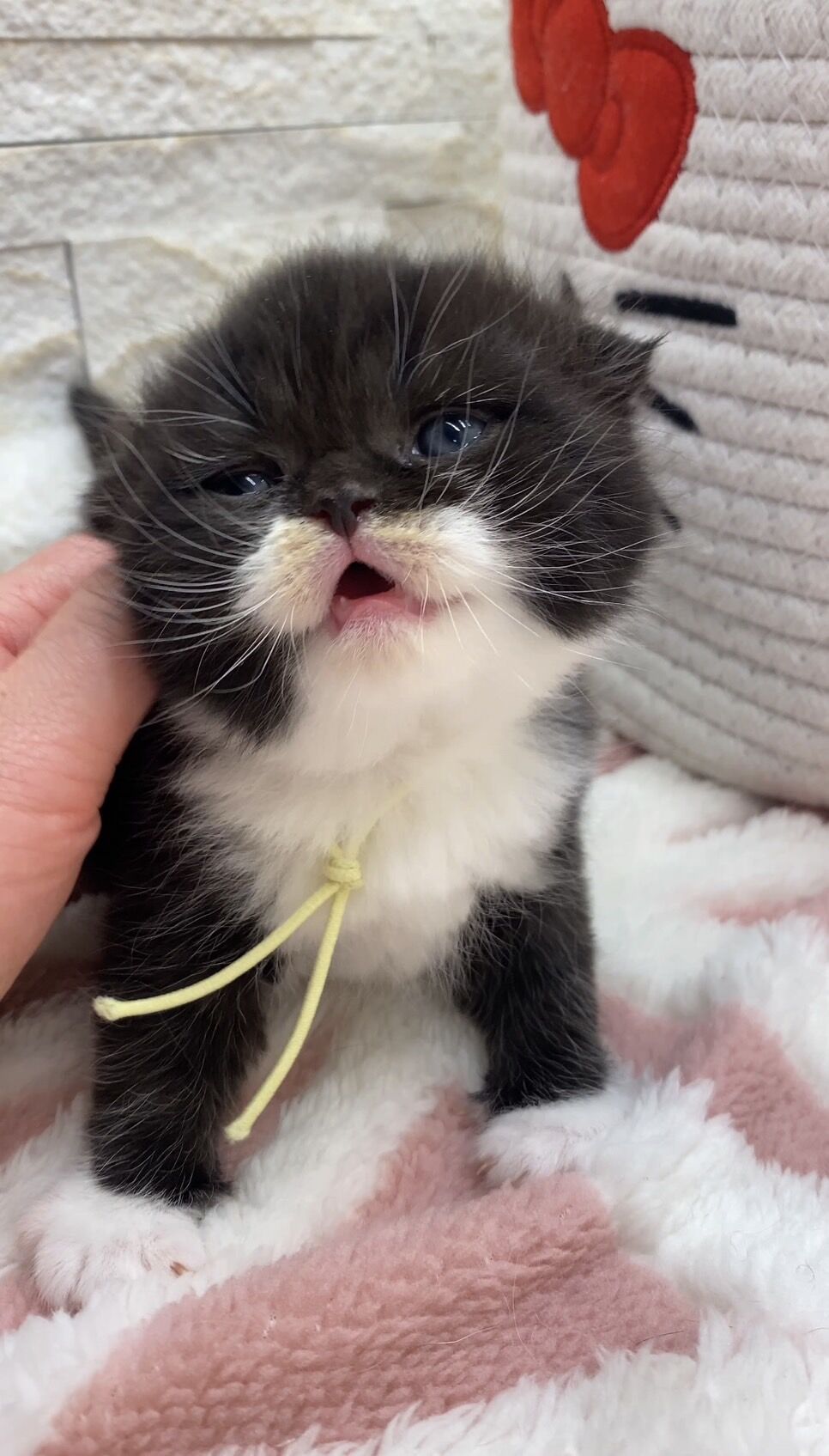 エキゾチックショートヘア　オモチ　きいろちゃん
