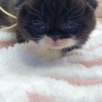 画像18327：エキゾチックショートヘア<br>　オモチ　きいろちゃん
