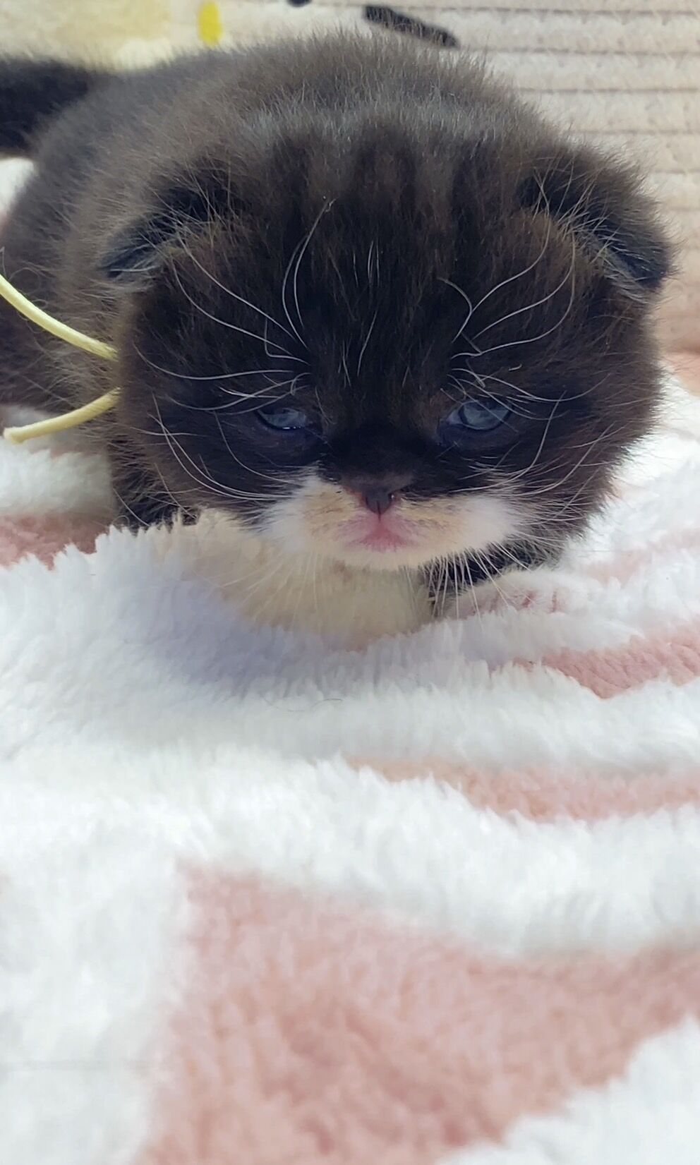 エキゾチックショートヘア　オモチ　きいろちゃん
