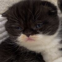 画像18328：エキゾチックショートヘア<br>　オモチ　きいろちゃん