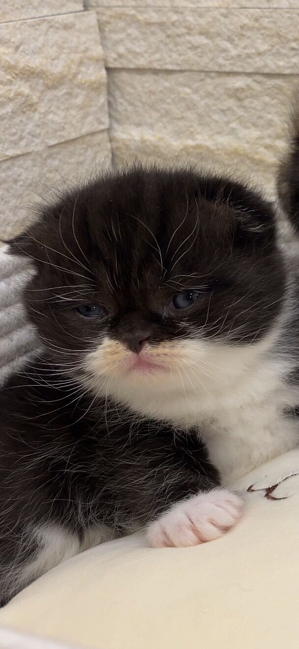 エキゾチックショートヘア　オモチ　きいろちゃん