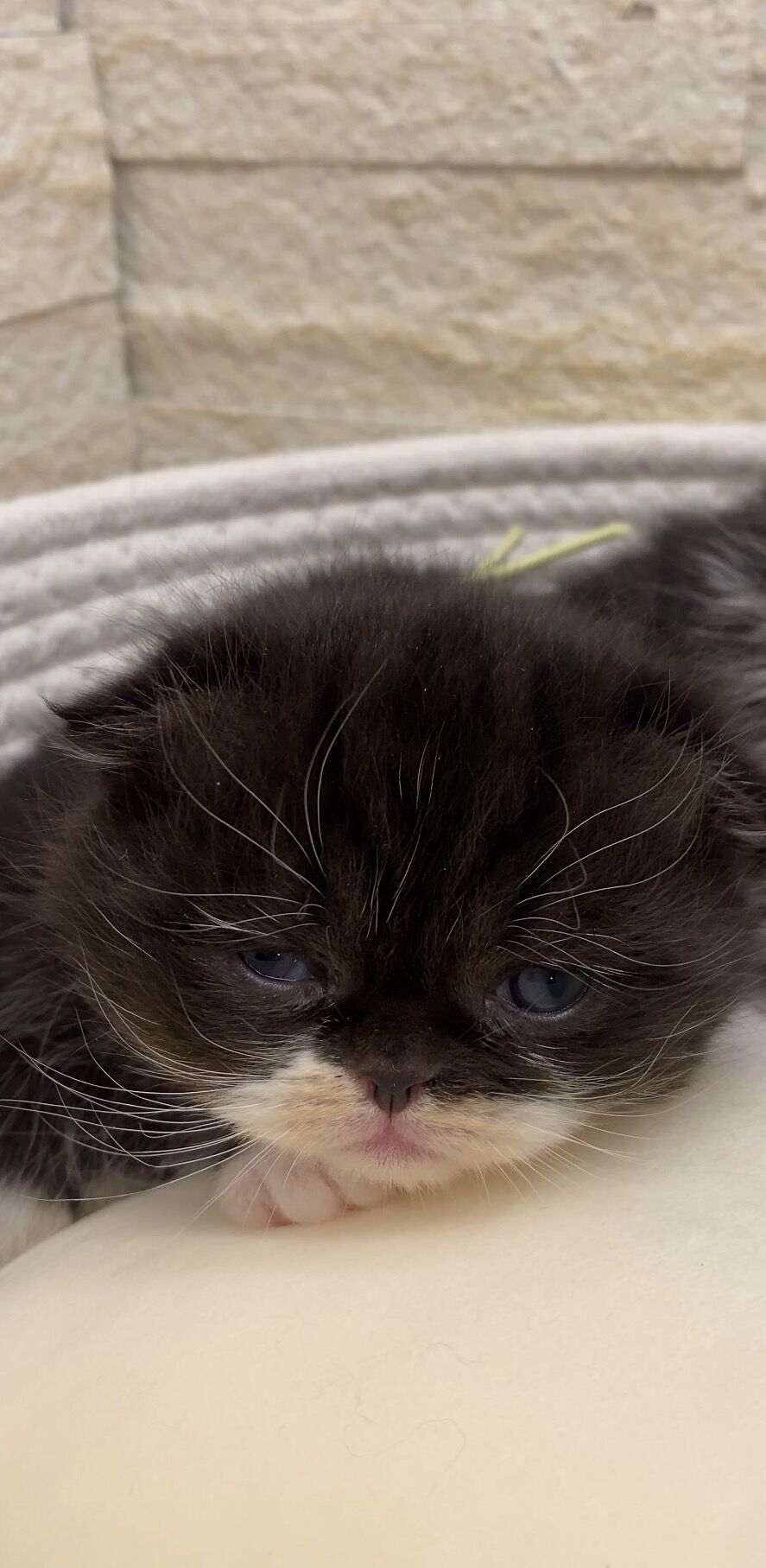 エキゾチックショートヘア　オモチ　きいろちゃん