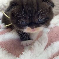 画像18330：エキゾチックショートヘア<br>　オモチ　きいろちゃん