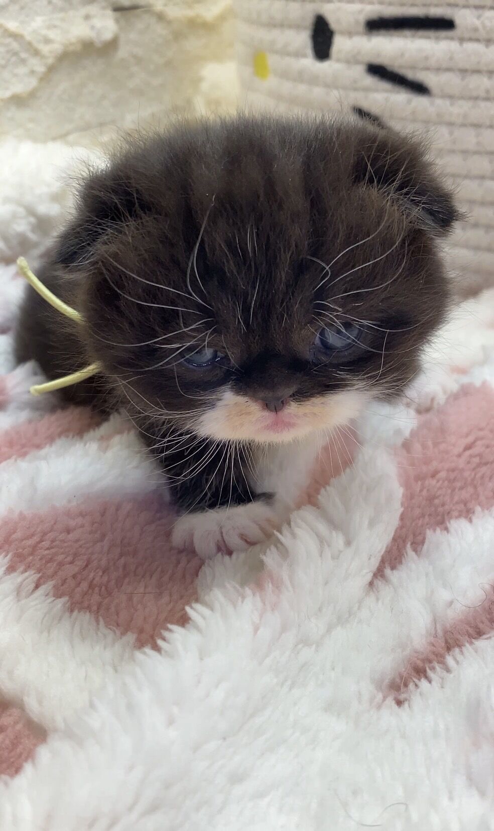 エキゾチックショートヘア　オモチ　きいろちゃん