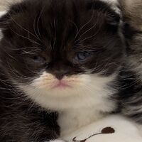 画像18331：エキゾチックショートヘア<br>　オモチ　きいろちゃん