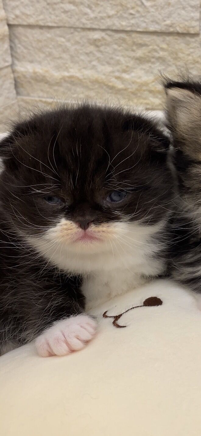 エキゾチックショートヘア　オモチ　きいろちゃん