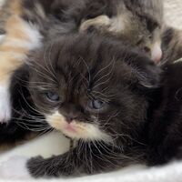 画像18332：エキゾチックショートヘア<br>　オモチ　きいろちゃん