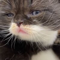 画像18333：エキゾチックショートヘア<br>　オモチ　きいろちゃん