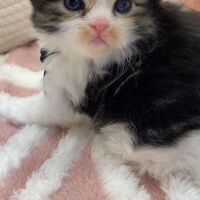 画像18348：エキゾチックショートヘア<br>　オモチ　きいろちゃん