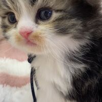 画像18349：エキゾチックショートヘア<br>　オモチ　きいろちゃん
