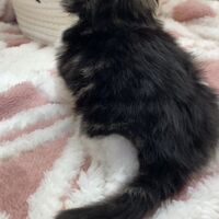 画像18350：エキゾチックショートヘア<br>　オモチ　きいろちゃん