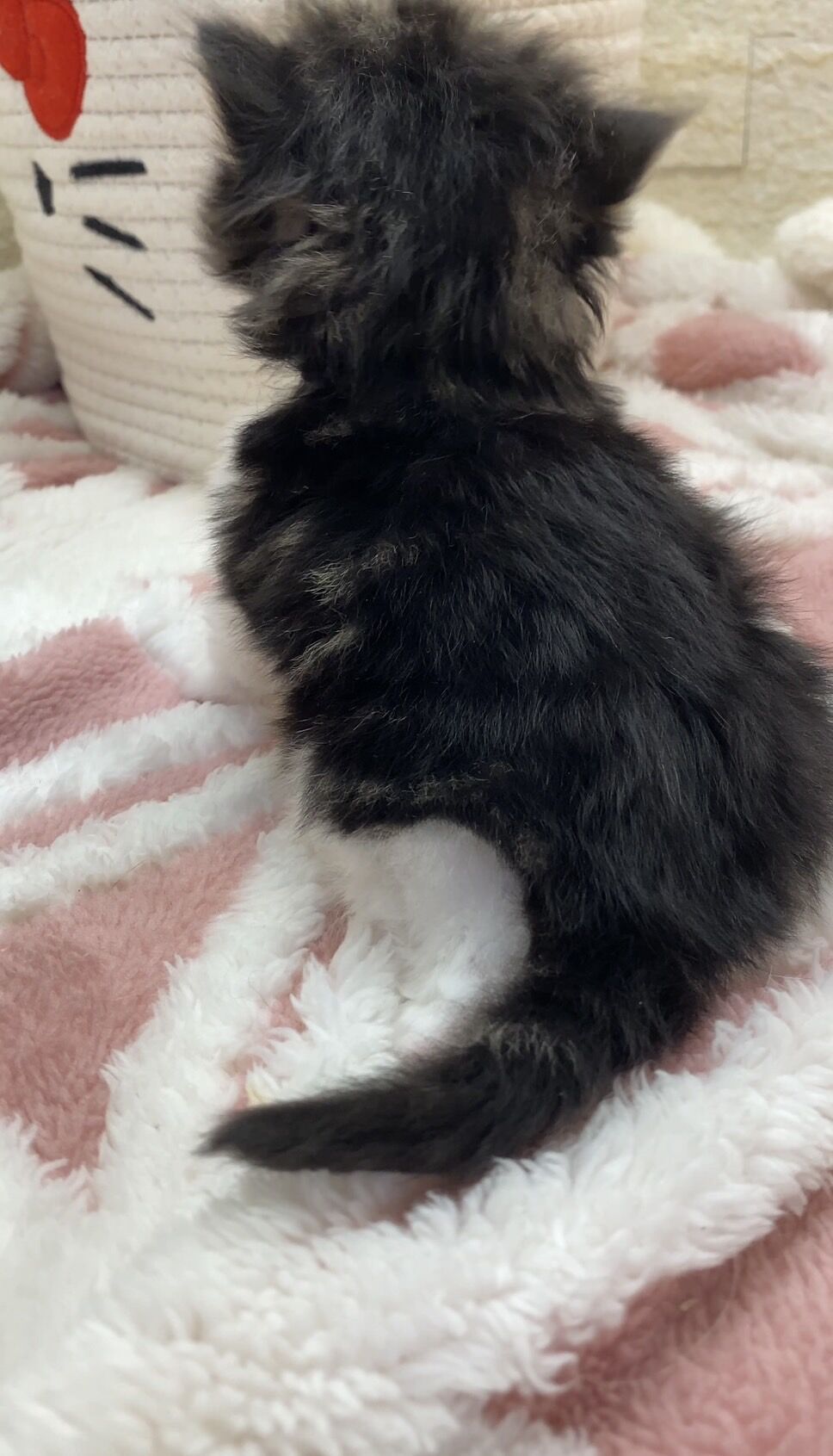 エキゾチックショートヘア　オモチ　きいろちゃん