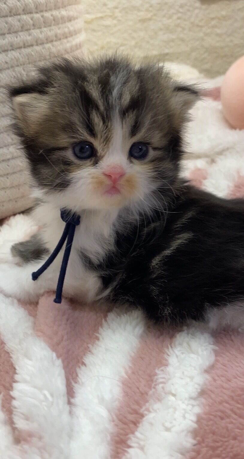 エキゾチックショートヘア　オモチ　きいろちゃん