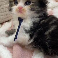 画像18352：エキゾチックショートヘア<br>　オモチ　きいろちゃん
