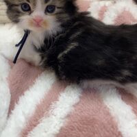 画像18353：エキゾチックショートヘア<br>　オモチ　きいろちゃん
