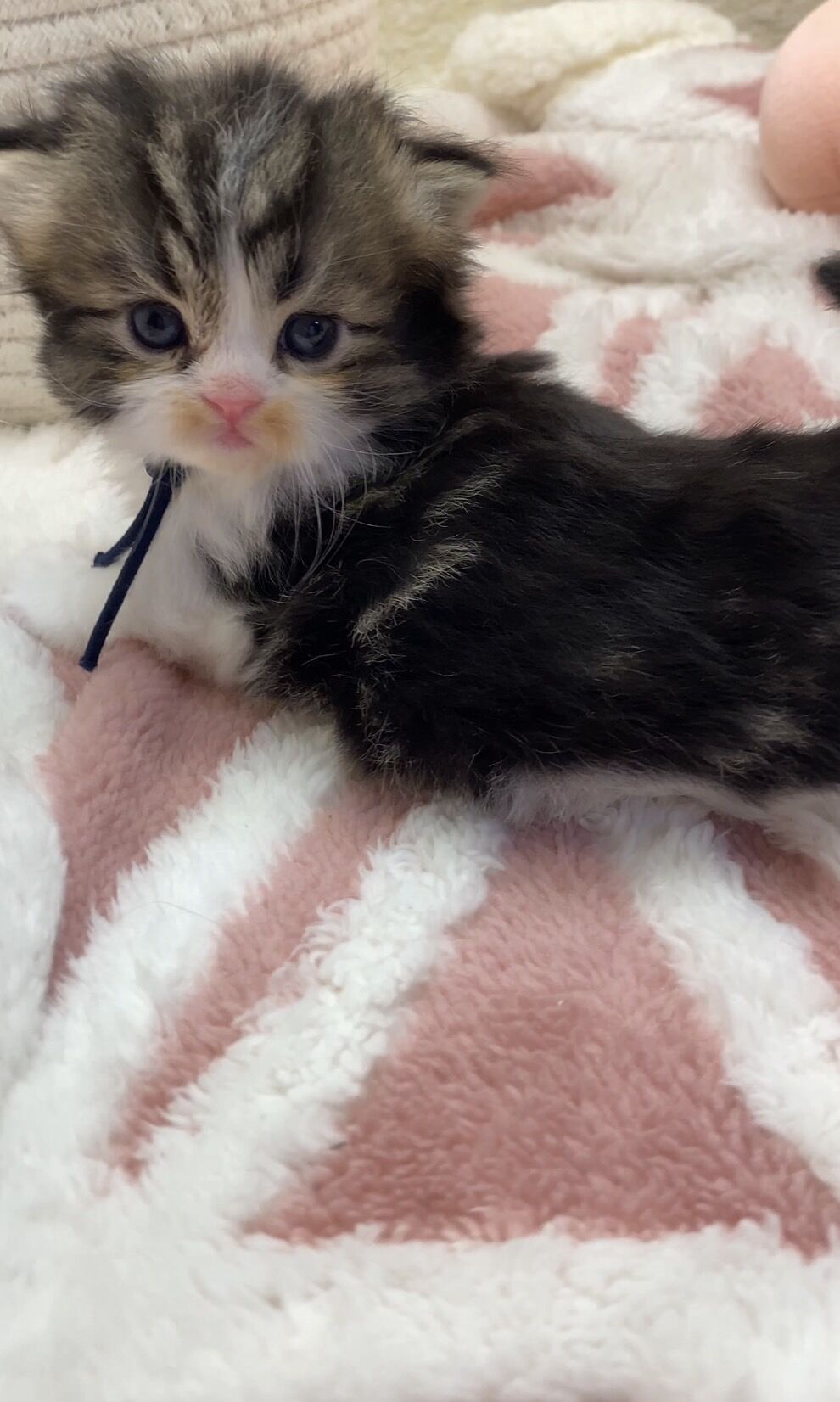 エキゾチックショートヘア　オモチ　きいろちゃん