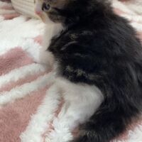 画像18354：エキゾチックショートヘア<br>　オモチ　きいろちゃん