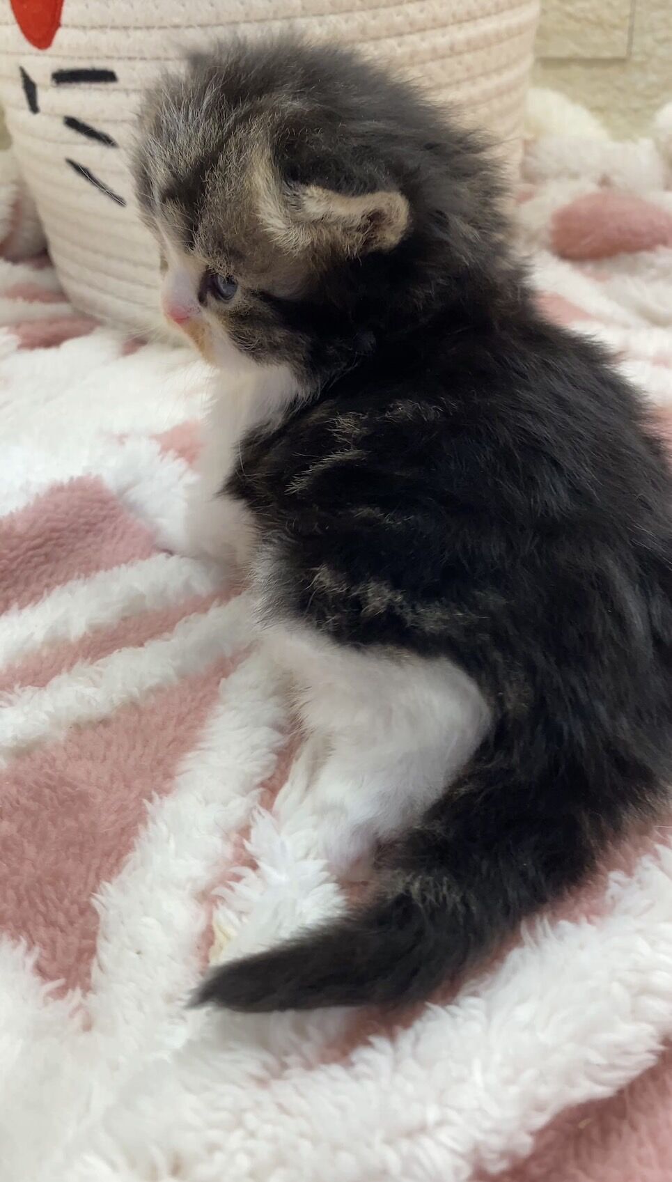 エキゾチックショートヘア　オモチ　きいろちゃん