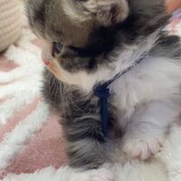 画像18355：エキゾチックショートヘア<br>　オモチ　きいろちゃん