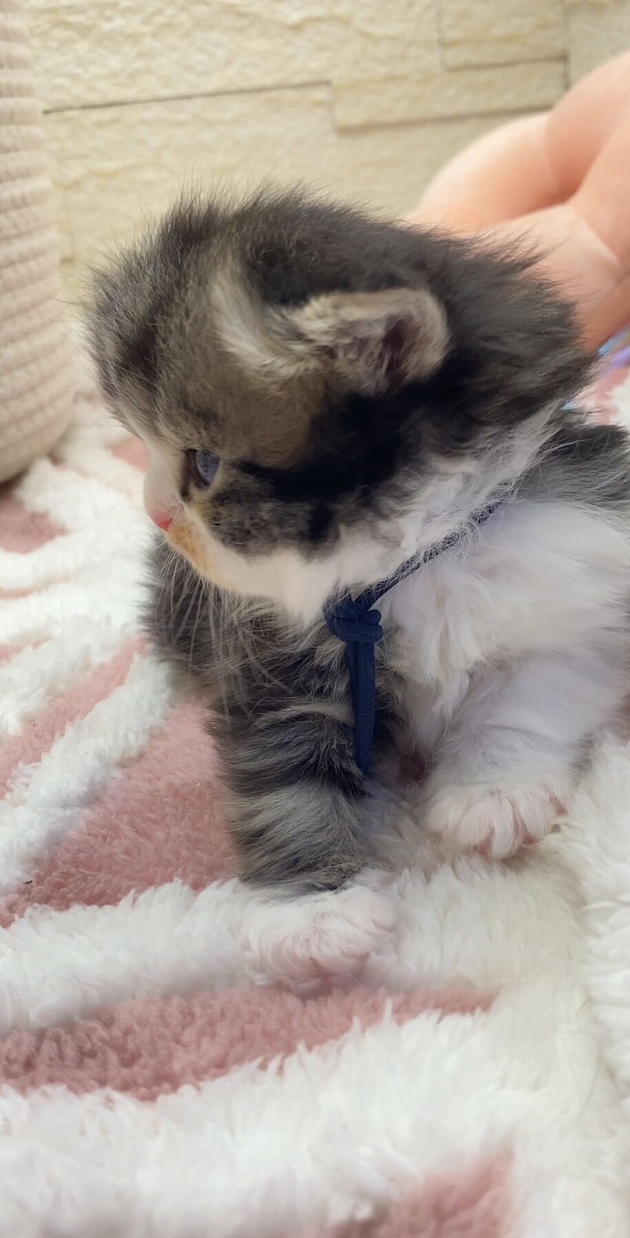 エキゾチックショートヘア　オモチ　きいろちゃん