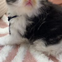 画像18356：エキゾチックショートヘア<br>　オモチ　きいろちゃん