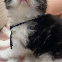 画像18357：エキゾチックショートヘア<br>　オモチ　きいろちゃん