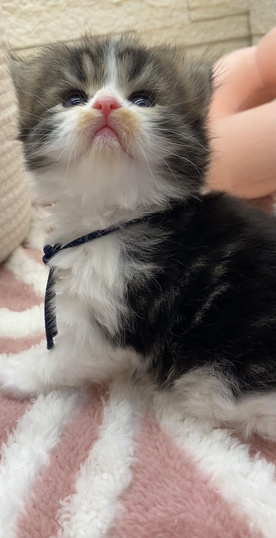 エキゾチックショートヘア　オモチ　きいろちゃん