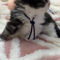 画像18358：エキゾチックショートヘア<br>　オモチ　きいろちゃん