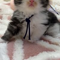 画像18359：エキゾチックショートヘア<br>　オモチ　きいろちゃん