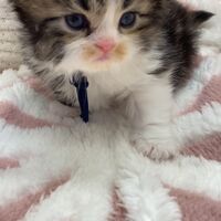 画像18360：エキゾチックショートヘア<br>　オモチ　きいろちゃん