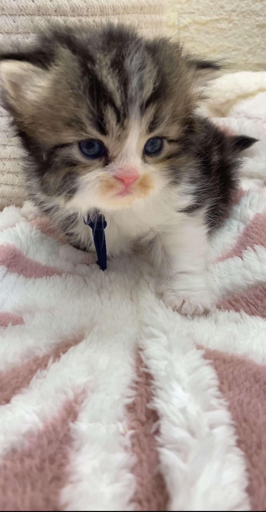 エキゾチックショートヘア　オモチ　きいろちゃん