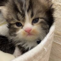 画像18361：エキゾチックショートヘア<br>　オモチ　きいろちゃん