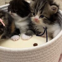 画像18362：エキゾチックショートヘア<br>　オモチ　きいろちゃん