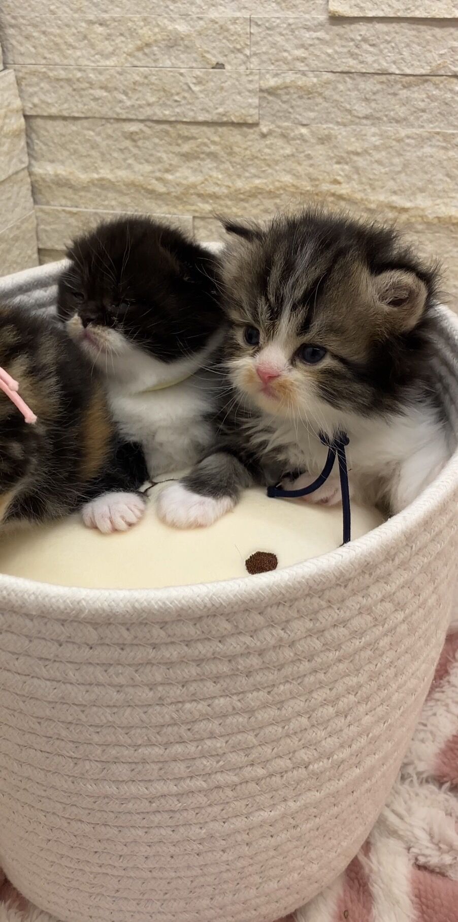 エキゾチックショートヘア　オモチ　きいろちゃん