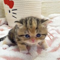 画像18379：エキゾチックショートヘア<br>　オモチ　きいろちゃん