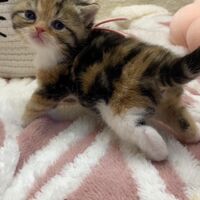 画像18380：エキゾチックショートヘア<br>　オモチ　きいろちゃん