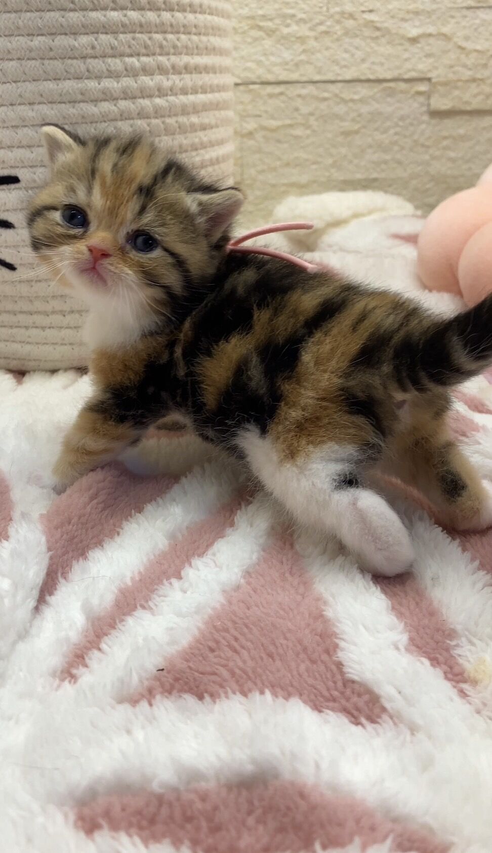 エキゾチックショートヘア　オモチ　きいろちゃん