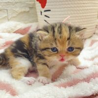 画像18381：エキゾチックショートヘア<br>　オモチ　きいろちゃん