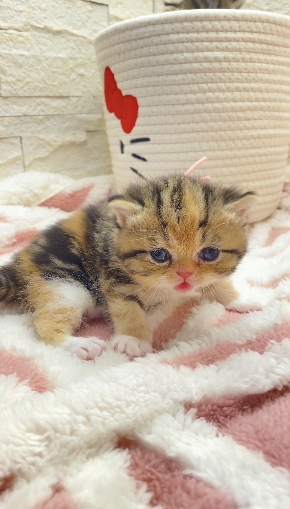 エキゾチックショートヘア　オモチ　きいろちゃん