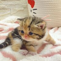 画像18382：エキゾチックショートヘア<br>　オモチ　きいろちゃん