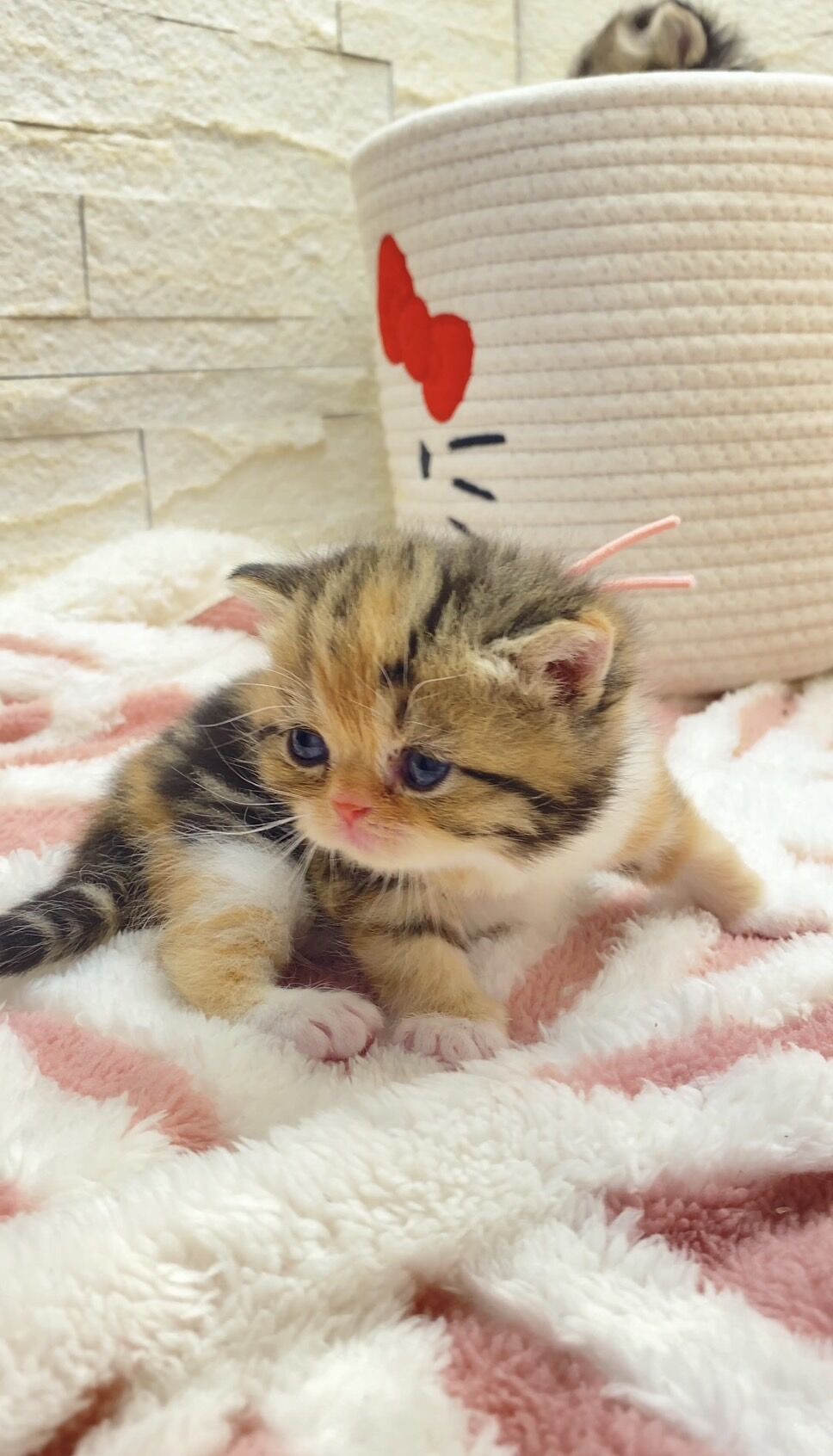 エキゾチックショートヘア　オモチ　きいろちゃん
